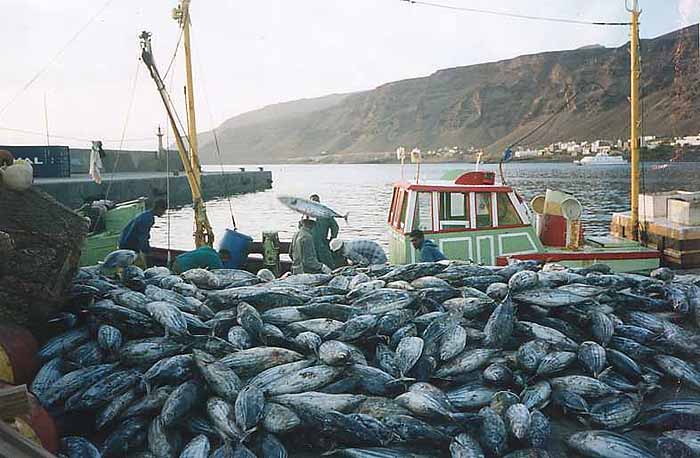 Descargando atunes para la fabrica de conservas de la isla de San Nicols
